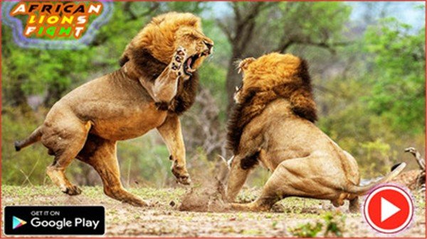 非洲狮截图展示1