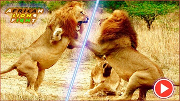 非洲狮截图展示3