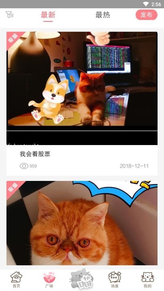 猫咪汇截图展示3